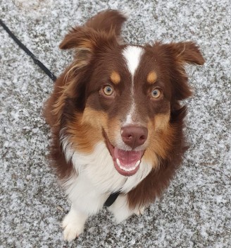 Torii